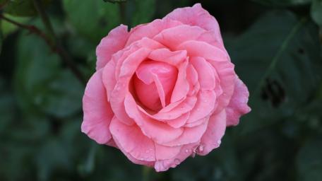 Delicate Pink Hybrid Tea Rose Wallpaper wallpaper