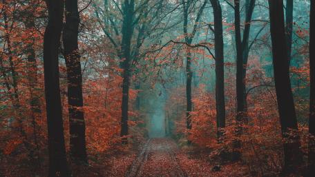 Autumn Serenity in the Forest wallpaper