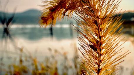 Dog's tail grass wallpaper