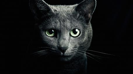 Majestic Grey Cat with Mesmerizing Green Eyes wallpaper