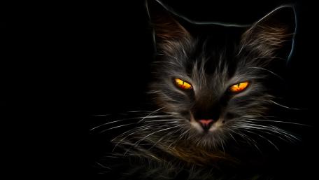 Cat with amber eyes wallpaper