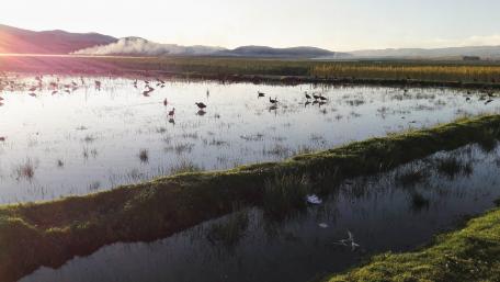 Nature fauna and flora wallpaper