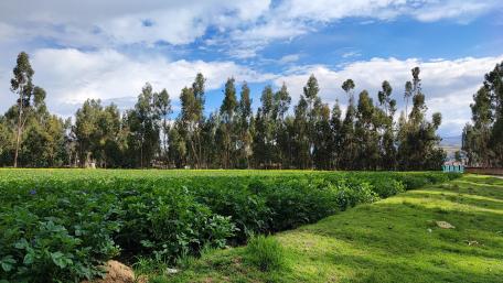 Potato farming wallpaper