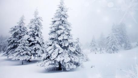 Winter Pines in Snowy Wonderland wallpaper