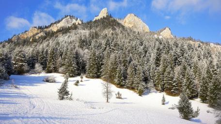 Winter Majesty Among Snow-Capped Pines wallpaper