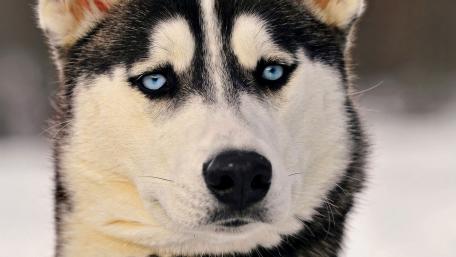 Siberian Husky Eyes wallpaper