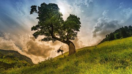 Solitary Tree in a Serene Landscape wallpaper
