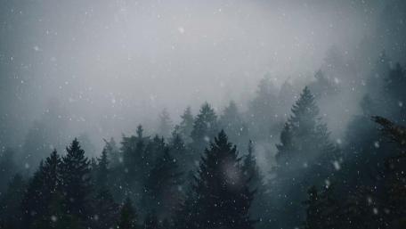 Misty Forest Silence wallpaper
