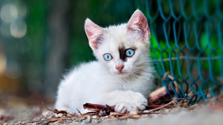 Charming White Kitten with Striking Blue Eyes wallpaper