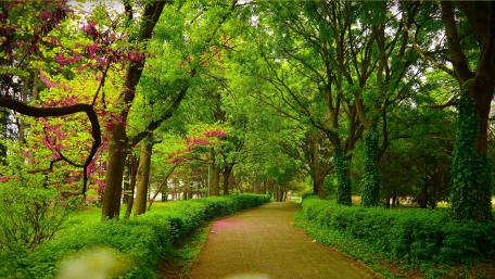 Tranquil Path Through Blossoming Springtime wallpaper