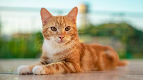 Ginger Cat Lounging in Warm Light wallpaper