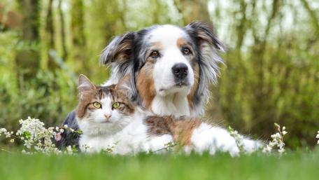 Serene Companions in a Spring Meadow wallpaper