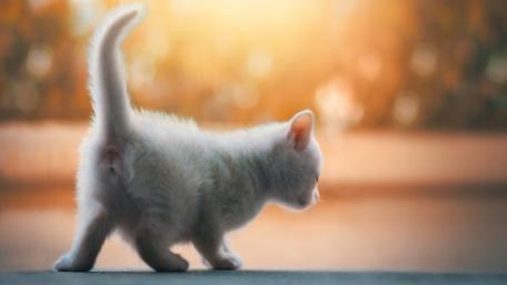 Curious Kitten wallpaper