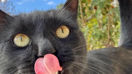 Whimsical Black Cat Making Faces wallpaper