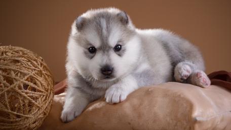 Adorable Husky Puppy Relaxing wallpaper