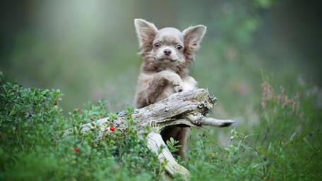 Chihuahua Curiosity in the Wild wallpaper
