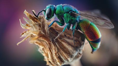 Iridescent Insect Perched on Nature's Throne wallpaper