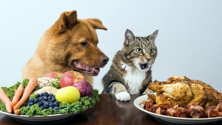 Feast Fit for Furry Friends wallpaper