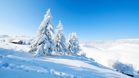 Winter Wonderland in Serene Snowscape wallpaper