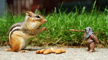 Chipmunk Meets Tiny Warrior wallpaper