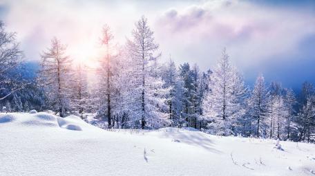 Winter Wonderland Shine wallpaper