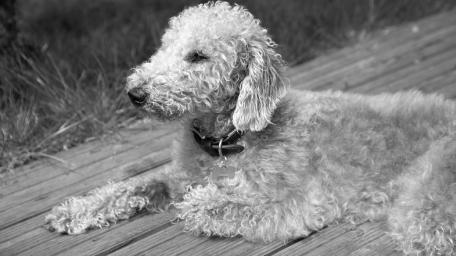 golden doodle wallpaper