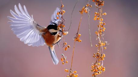 Varied Tit's Feasting Moment Captured in Mid-Air wallpaper