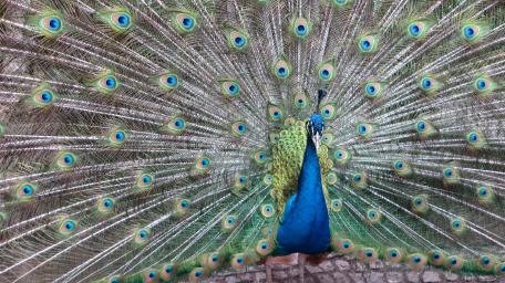 Elegant Peacock Displaying Its Vibrant Feathers wallpaper