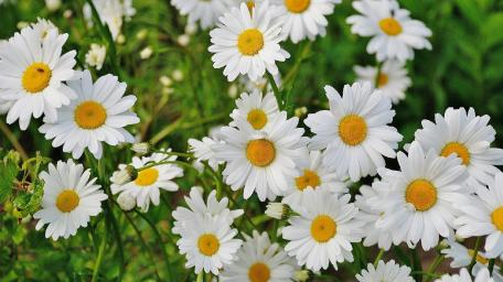 Delicate Daisies in Bloom wallpaper