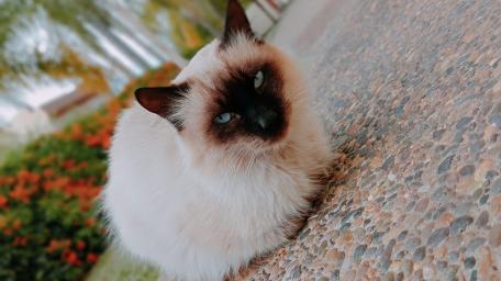 Serene Siamese Cat Contemplation wallpaper