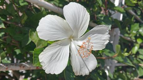 Elegant White Hibiscus in Sunlight wallpaper
