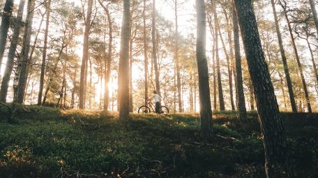 Sunlit Forest Adventure with Bicycle wallpaper