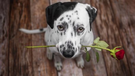 Dog Love Offering a Rose wallpaper