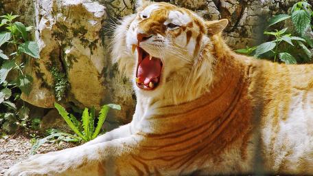 Majestic Tiger Yawning in Nature wallpaper