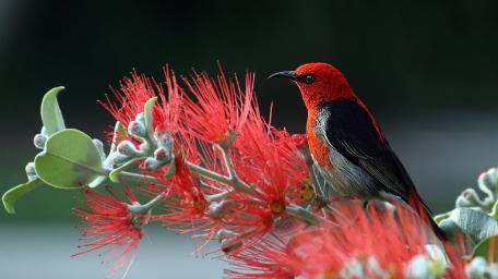 Scarlett Honeyeater wallpaper