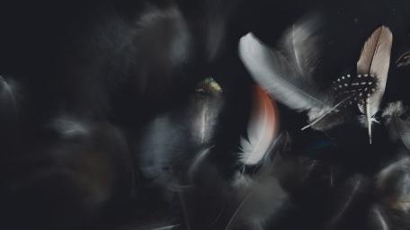 Whispers of Feathers in Motion wallpaper