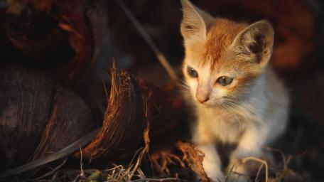 Adorable Kitten in Sunlit Wilderness wallpaper