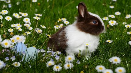 Springtime Serenity with a Cute Rabbit wallpaper