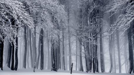 Whispers of Winter's Majesty wallpaper