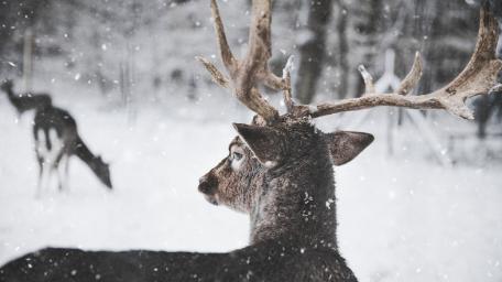 Winter's Gentle Giants wallpaper