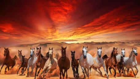 Wild Mustangs Galloping at Sunset wallpaper