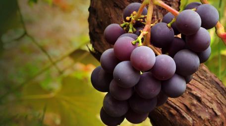 Harvest of Juicy Autumn Grapes wallpaper