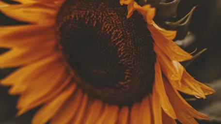 Vibrant Sunflower Close-Up Artistry wallpaper