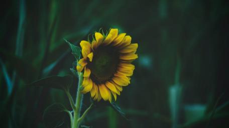 Blooming in Tranquility: Sunflower at Dusk wallpaper