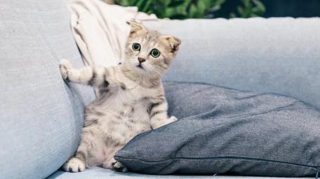 Tabby Cat's Comical Couch Adventure wallpaper