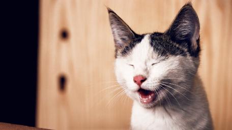 Joyful Cat Captured in a Moment of Laughter wallpaper