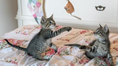 Playful Kittens Having Fun Together wallpaper
