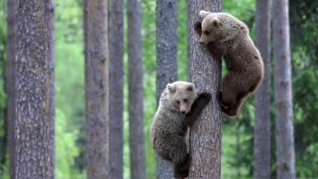 Adorable Bear Cubs Climbing Trees in Nature wallpaper