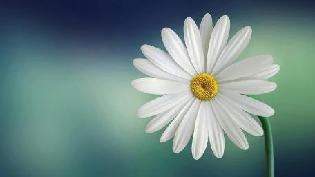 Elegant White Flower Against Serene Background wallpaper