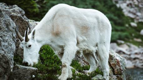 Mountain Goat Among Rocky Terrain wallpaper